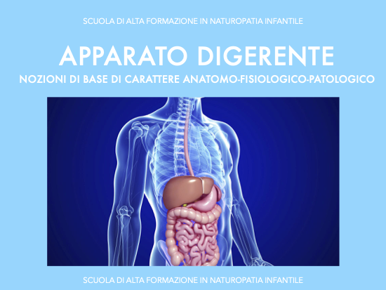 Apparato digerente